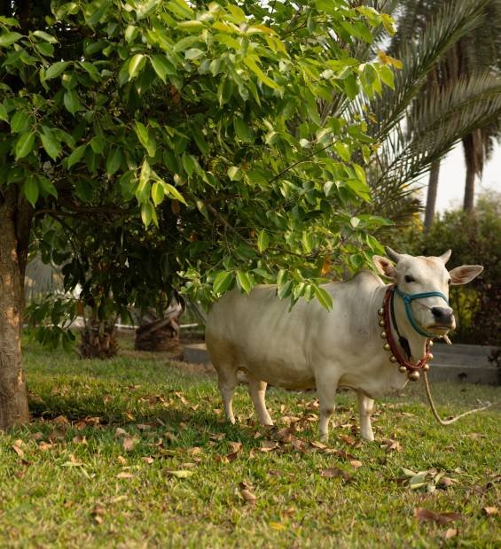 Urvi Farm - Lush Farm